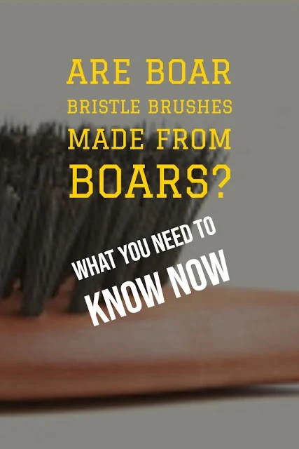 Are Boar Bristle Brushes Made From Boars?