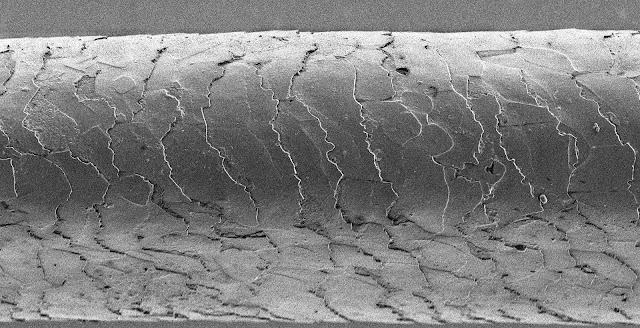Human hair under a microscope, you can see the tiny shingle-like structures