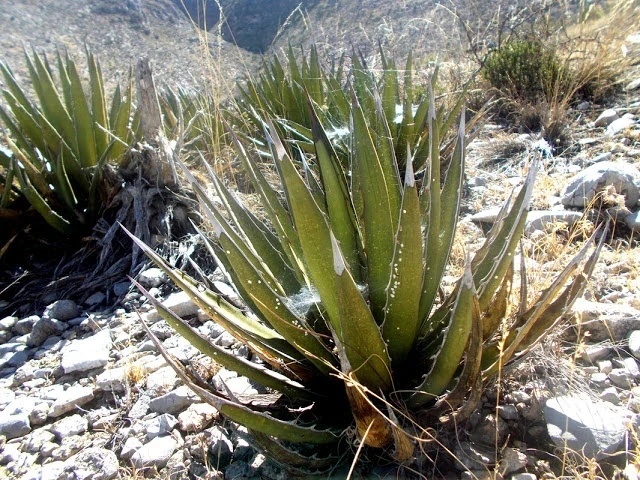 tampico fiber plant - Agave Lechuguilla plant, a tough desert species native to northern Mexico. 